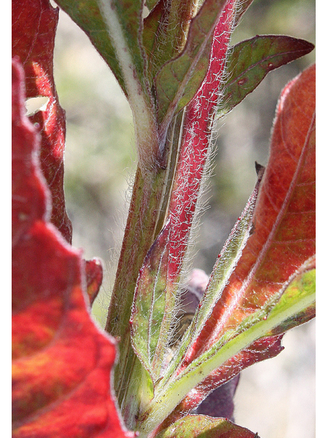 Oenothera gaura (Biennial beeblossom) #33374