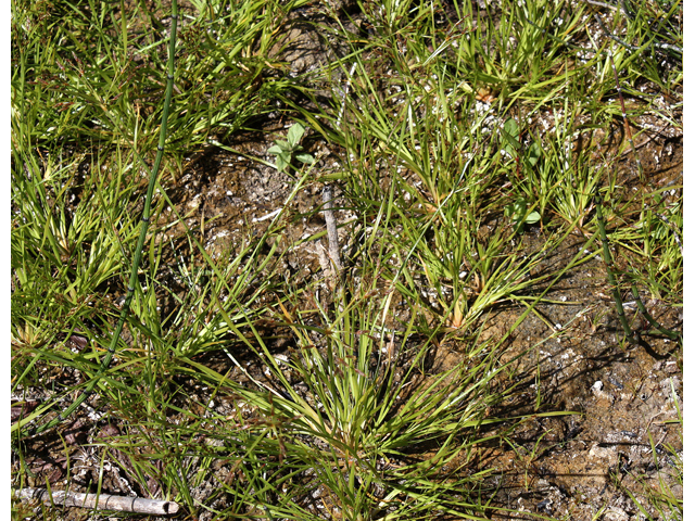 Fimbristylis autumnalis (Slender fimbry) #33377