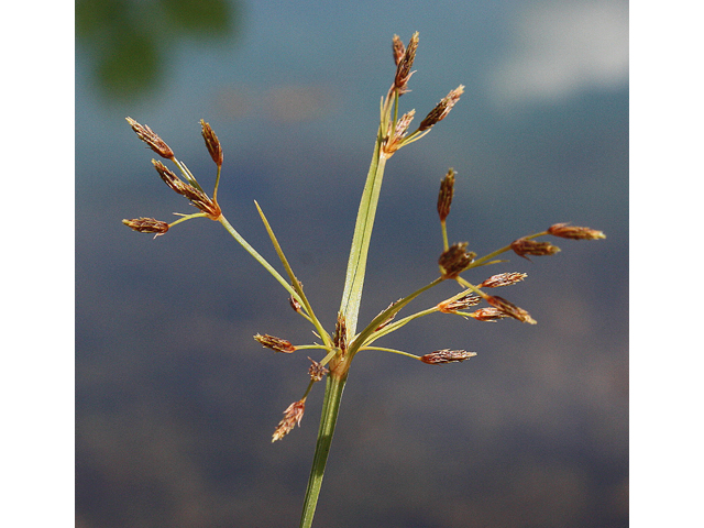 Fimbristylis autumnalis (Slender fimbry) #33378