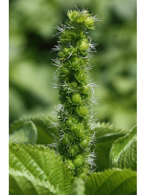 Acalypha ostryifolia (Pineland threeseed mercury) #33381