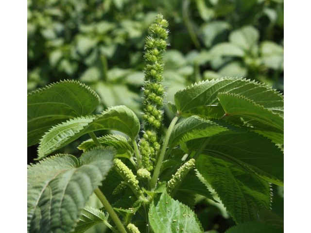 Acalypha ostryifolia (Pineland threeseed mercury) #33383