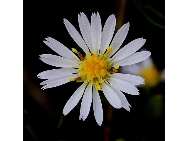 Symphyotrichum dumosum (Rice button aster) #33666