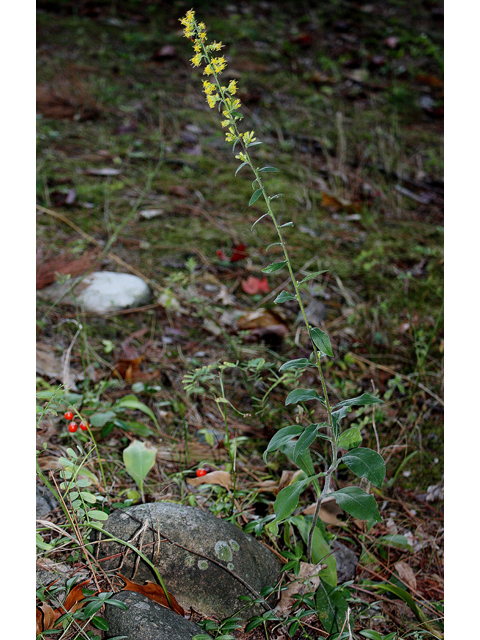 Solidago hispida (Hairy goldenrod) #33676