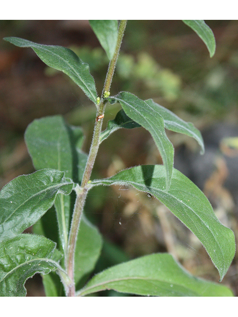 Solidago hispida (Hairy goldenrod) #33677