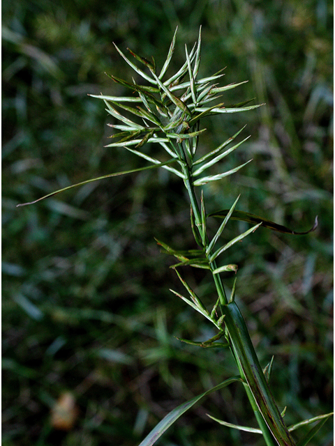 Dulichium arundinaceum (Threeway sedge) #33683