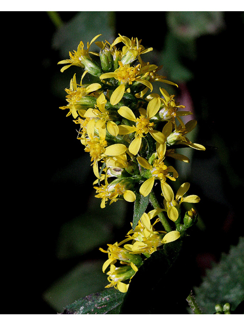 Solidago flexicaulis (Zigzag goldenrod) #33687