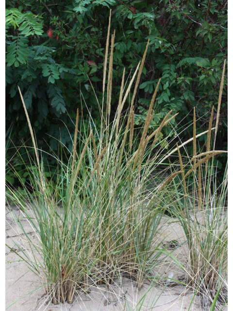 Leymus mollis (American dunegrass) #33692