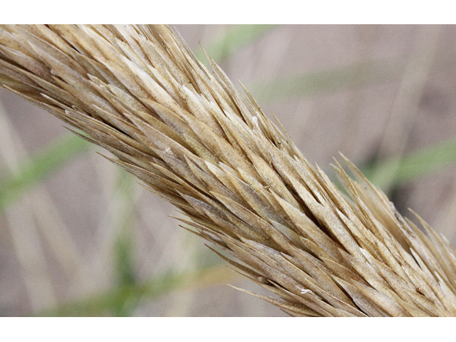 Leymus mollis (American dunegrass) #33693