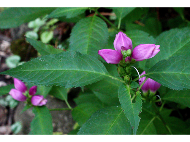 Chelone obliqua (Red turtlehead) #33695