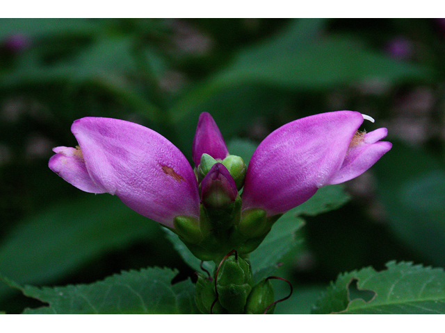 Chelone obliqua (Red turtlehead) #33696