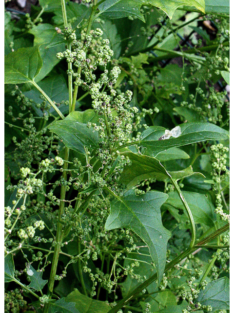 Chenopodium simplex (Mapleleaf goosefoot) #33699