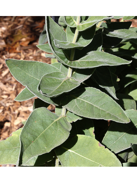 Helianthus mollis (Ashy sunflower) #33703