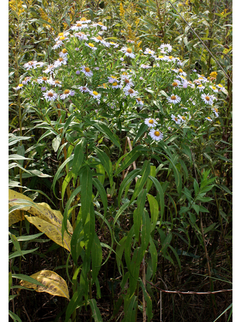 Symphyotrichum puniceum var. puniceum (Purplestem aster) #33705