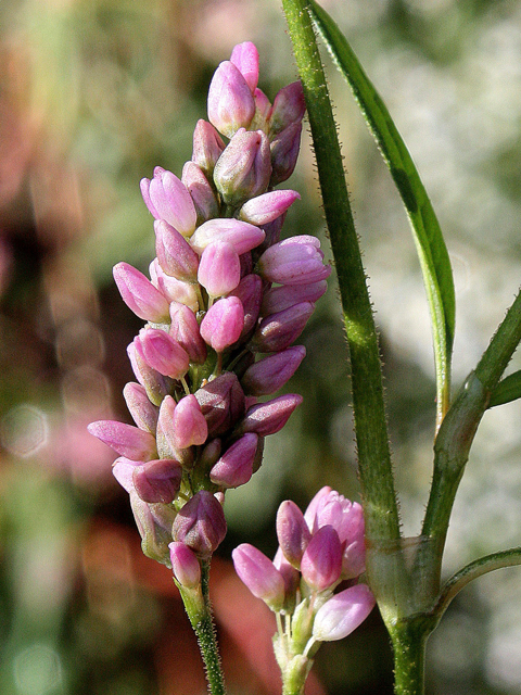 Polygonum pensylvanicum (Pennsylvania smartweed) #33707