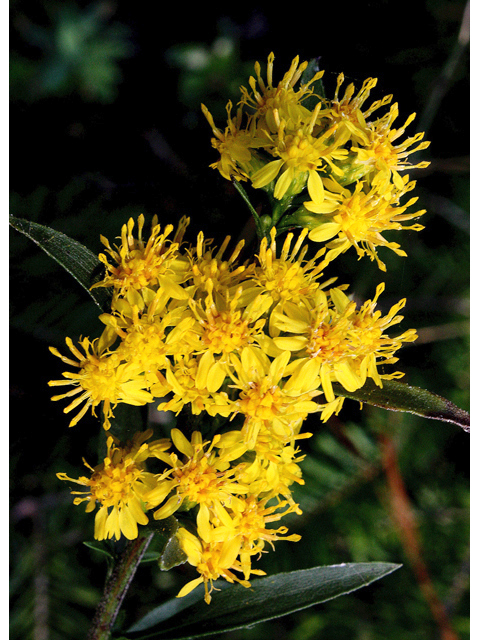 Solidago simplex (Mt. albert goldenrod) #43172