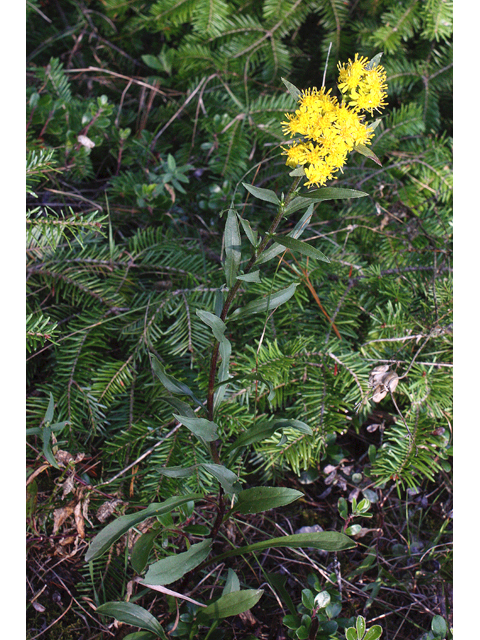 Solidago simplex (Mt. albert goldenrod) #43173