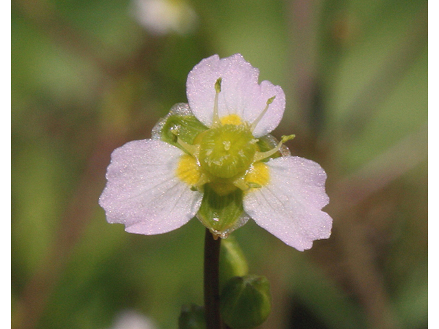 Alisma triviale (Northern water plantain) #43195