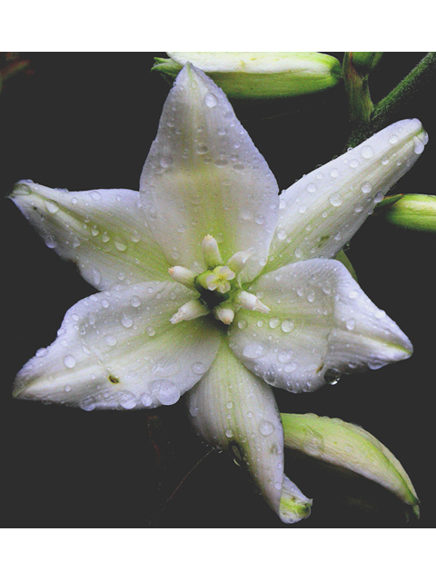 Yucca flaccida (Weak-leaf yucca) #43206