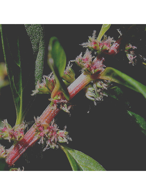 Amaranthus tuberculatus (Roughfruit amaranth) #43209