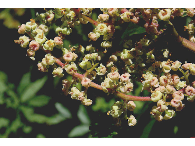 Rhus copallinum (Winged sumac) #43219