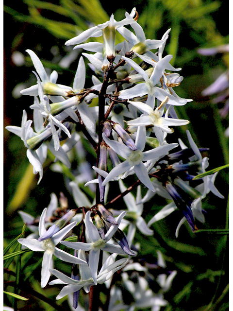 Amsonia hubrichtii (Hubricht's bluestar) #43229