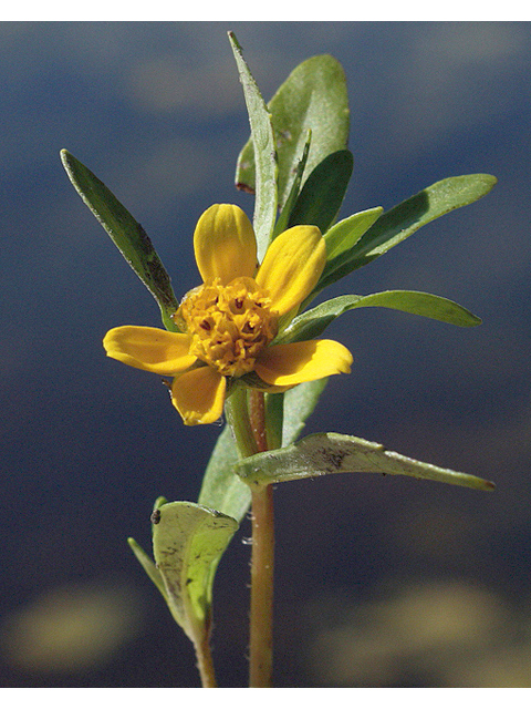 Bidens beckii (Beck's watermarigold) #43245