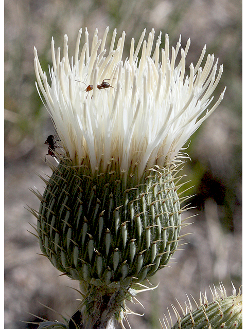 Cirsium canescens (Prairie thistle) #43252