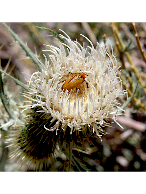 Cirsium neomexicanum (New mexico thistle) #43256