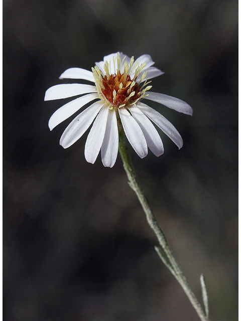 Symphyotrichum tenuifolium (Perennial saltmarsh aster) #43776