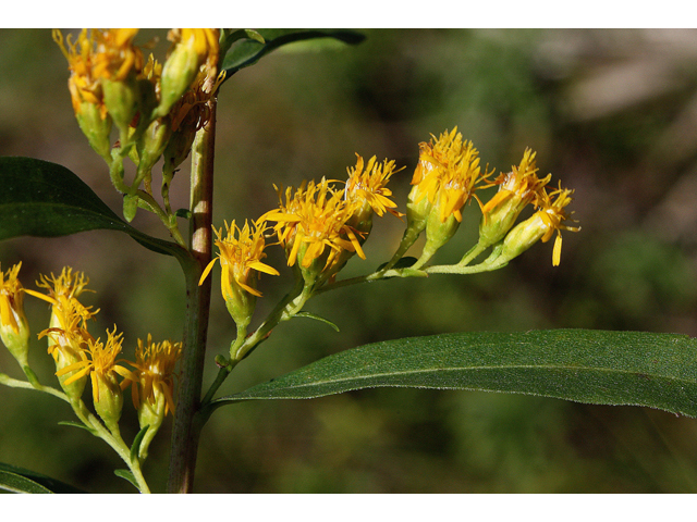 Solidago sempervirens (Seaside goldenrod) #43766