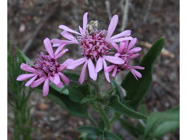 Palafoxia sphacelata (Othake) #43717