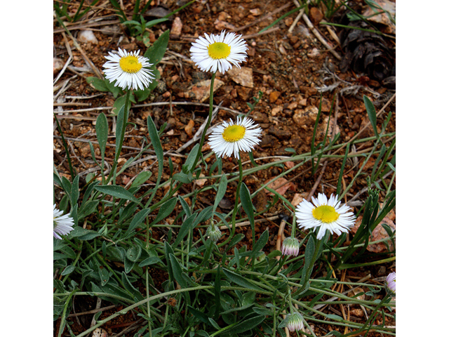 Erigeron pumilus (Shaggy fleabane) #43582