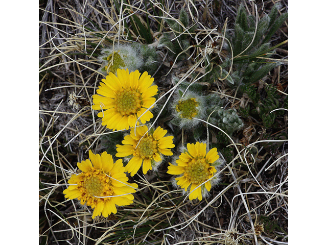 Tetraneuris acaulis (Stemless four-nerve daisy) #43779