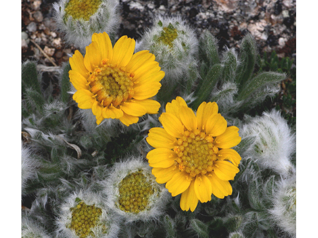 Tetraneuris acaulis (Stemless four-nerve daisy) #43780