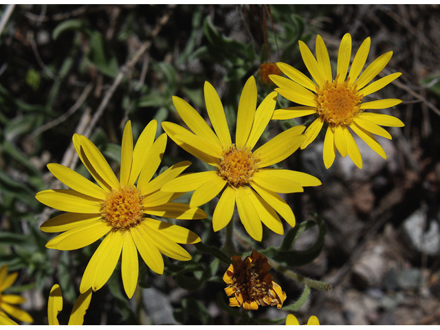 Heterotheca villosa (Hairy false goldenaster) #43612