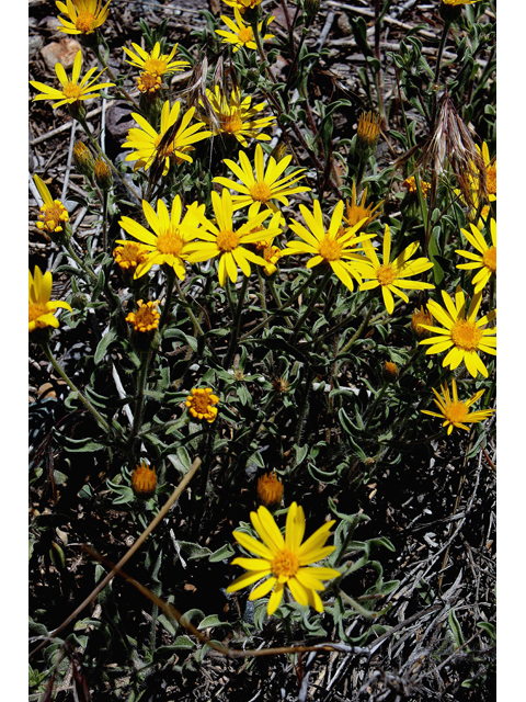 Heterotheca villosa (Hairy false goldenaster) #43613