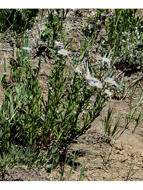 Erigeron speciosus (Aspen fleabane) #43585