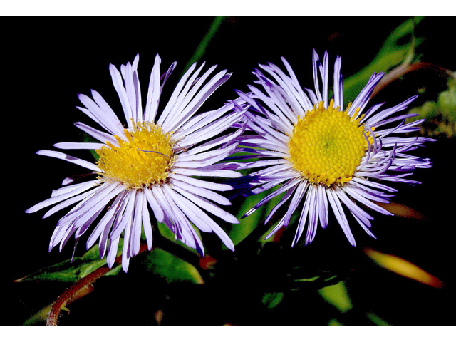 Erigeron speciosus (Aspen fleabane) #43586