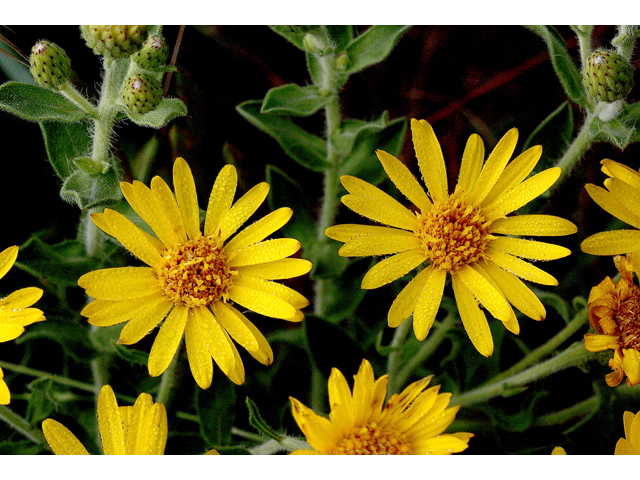 Heterotheca fulcrata (Rockyscree false goldenaster) #43606