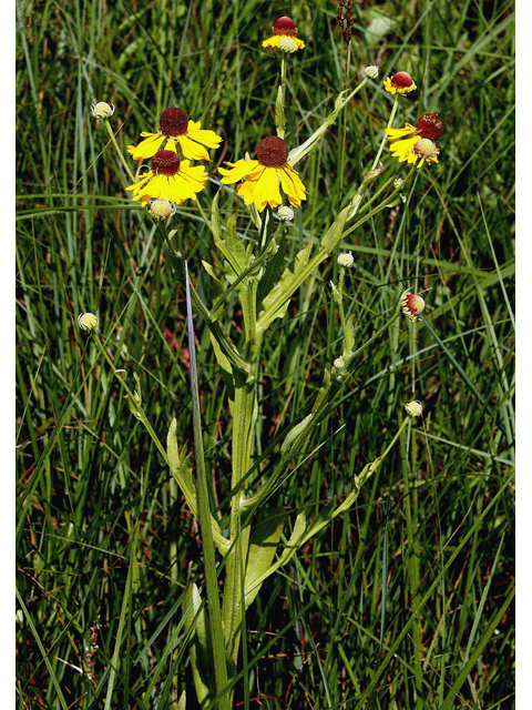 Helenium flexuosum (Purplehead sneezeweed) #43604