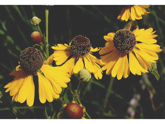 Helenium flexuosum (Purplehead sneezeweed) #43605