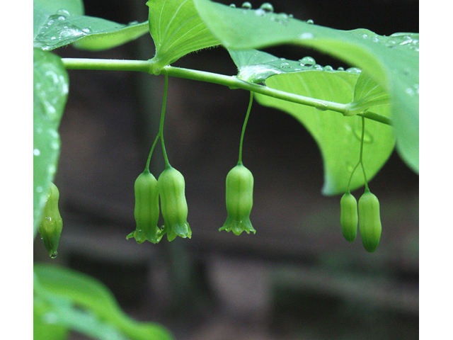 Polygonatum pubescens (Hairy solomon's seal) #43730