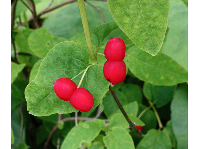 Lonicera canadensis (American fly honeysuckle) #43656