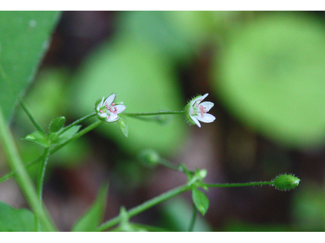 Moehringia lateriflora (Bluntleaf sandwort) #43688