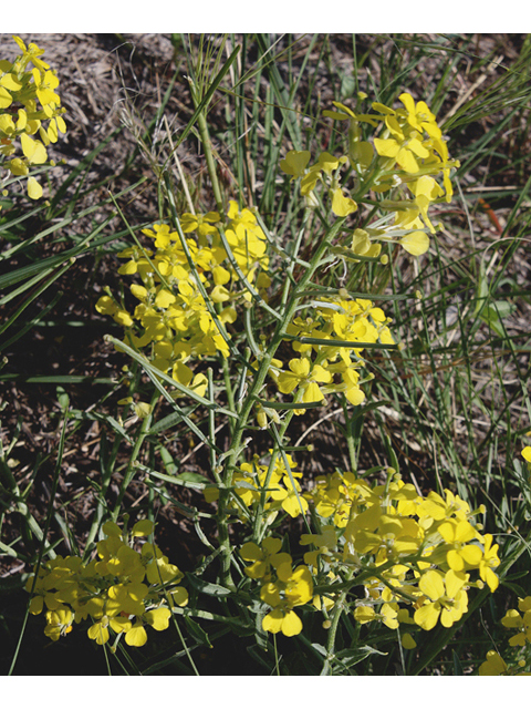 Erysimum asperum (Western wallflower) #43576