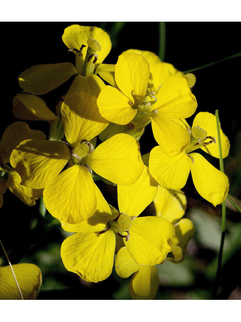 Erysimum asperum (Western wallflower) #43577