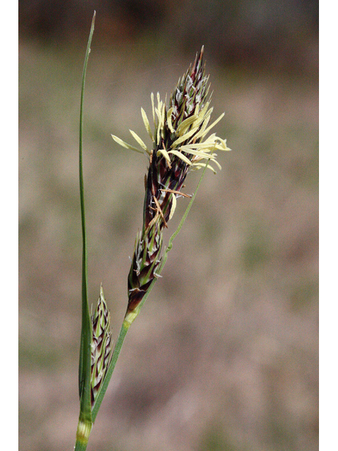 Carex buxbaumii (Buxbaum's sedge) #43502