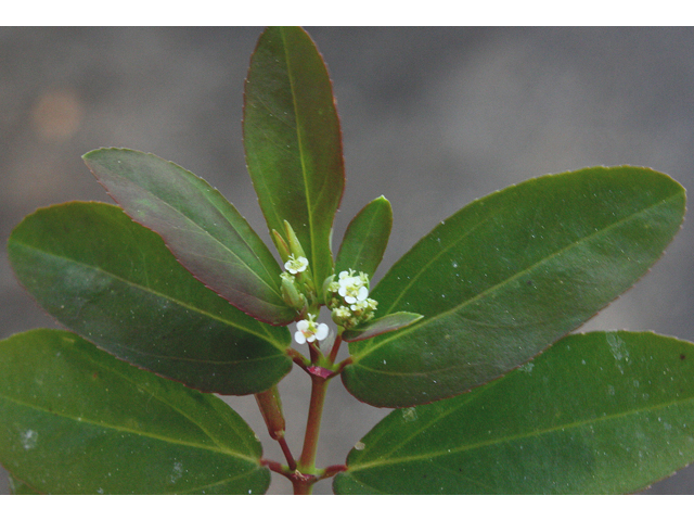 Chamaesyce hypericifolia (Graceful sandmat) #43533