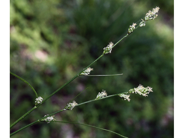 Carex rosea (Rosy sedge) #43526