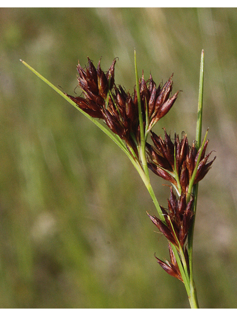 Scleria triglomerata (Whip nutrush ) #43757